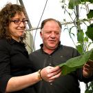 Photo: Rosa Rivero and Eduardo Blumwald looking at a tobacco plant.