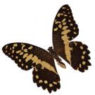 photo: butterfly