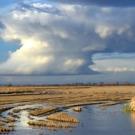 Rice field with storm clouds