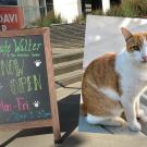 Cafe sign (with chalk writing) in front of the Mondavi Center, with Walter the cat photo superimposed on top