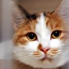 Cat stares through bars while in an animal shelter