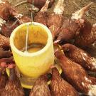 Chickens eating from a round feeding mechanism