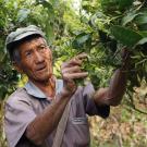 Tea harvested in China.