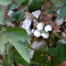 cotton on a plant