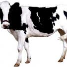 Photo: spotted cow