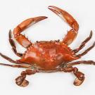 Crab