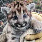 Photo: Mountain lion cub