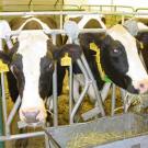 Photo: Cow staring straight ahead