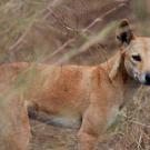 Dingo in the field