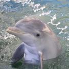 Dolphin in water