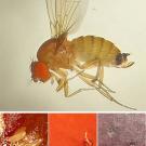 Four photos, with female fly on top and three below with close-ups of eggs and of fruit skins