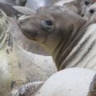 Three elephant seals looking at the camera