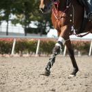 Horse Racing on field