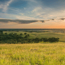 Grasslands under the sun