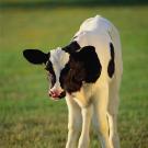 Holstein calf