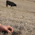 Hand holding a green blade of grass in a field of dead grass with a cow grazing in the background