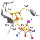 This hydrogen-generating cluster of iron (brown) and sulfur (yellow) atoms, with side groups of carbon monoxide (gray/red) and cyanide (gray/blue), could be a key to future fuel sources. 