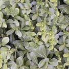 Photo: leafy bush