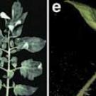 Two photos of tomato leaves against a black background.