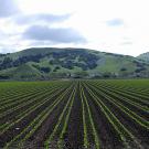 Rows of lettuce in a valley with green hills in the background