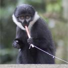 Monkey sucking on a swab rope