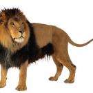 Photo: side view of male lion