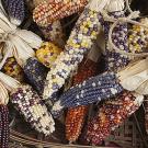 Indian corn varieties in a basket