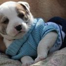 Puppy in sweater