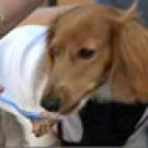 Photo: Mojito the dachshund sniffing dog food