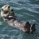 Sea otter