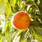 peach on a branch