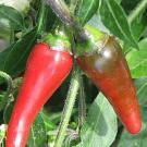 Two red hot peppers on the bush