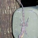 Photo: robotic lizard on a device next to a tree