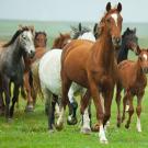 Running horses
