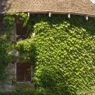 The Silo, covered in ivy