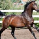 Thoroughbred horse in paddock