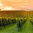 Vineyard seen with the sky on the horizon