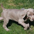 Weimaraner puppy 