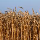 Dry wheat field