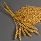 Wheat stalks and grains