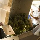 Photo: Man with shovel guiding grapes into a bin