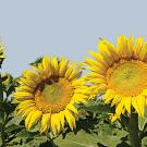 Sunflowers in the sun