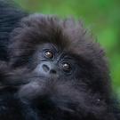 Nshunguye or 'Rescuer' - the infant mountain gorilla named by Deborah Dunham during Kwita Izina 2021. Nshunguye is the infant of adult female Kurudi of the Titus family group of mountain gorillas in Volcanoes National Park, Rwanda. Photo courtesy of Rwanda Development Board © 2021.