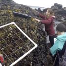 Emily Longman in mauve jacket puts two hands on a rock holding a mussel bed community next to a white PVC tube grid while and Sarah Merolla in blue jacket and backpack stands next to her. 