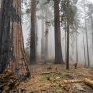Mist-shrouded sequoia forest with charred stumps and fallen logs
