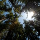 Sunlight streaming through tall redwood tree canopy, blue sky visible overhead