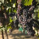 Dark red wine grapes shown growing at the vineyard near the Robert Mondavi Institute of Food and Wine at UC Davis. (Greg Urquiaga/UC Davis) 