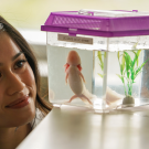 A graduate student looks closely and smiles at a pink axolotl in a small aquarium.