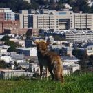 Coyote on grassy field shown from behind looking down over city of San Francisco