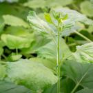 Green leafy plants